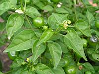 Piment - Capsicum baccatum L. - variete Dulce nombres (fort) (2) (Photo F. Mrugala)